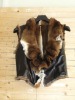 Real leather vest with rex-rabbit lining