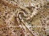 S/P ITY CHIFFON FABRIC (20D+26D*20D+26D)