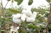 SHANKAR 6 RAW COTTON