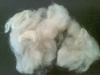 Scoured wool