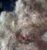 Sell Brown Hollow Polyester Staple Fiber