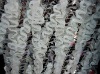 Sequins and Chiffon Dribbling Covered on mesh fabric for dress