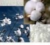 Shankar-6 Raw Cotton