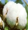 Shankar 6- Raw cotton