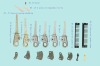 Shedding /curlicue chain segment of loom accessories
