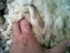 "Smelly"  Raw Sheep Wool