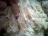 "Smelly" Sheep Wool