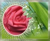 Super light single jersey green fashion fabric