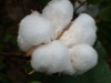 Supply Chinese raw cotton