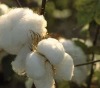 Supply Chinese raw cotton