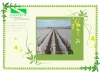 UV resistance  Ground Cover