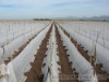 UVI Ground  Nonwoven Fabric For Agriculture
