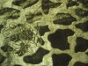 Velvet with Embossed Spandex(4%)+polyester(96%)