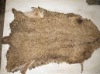 Wet Salted sheep Skin