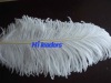 White Male Ostrich Feather