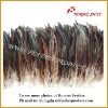 Wholesale Natural & Dyed Coque Tail Feathers