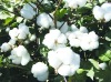 Wullar Cotton