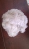 Yarn using short polyester fiber export