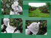 agricultural use nonwoven fabric