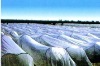 agriculture cover pp spunbond non woven