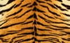 animal pattern textile