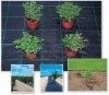 black ground cover