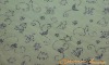 bronza power organza