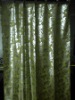 bronzed organza curtain