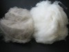 cashmere fiber/dehaired pashmina fiber