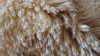 chenille carpet cotton