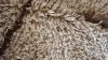 chenille carpet cotton