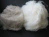 chinese 100% dehaired pure pashmina wool fibre