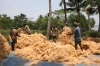 coconut coir fiber