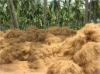 coconut coir fiber