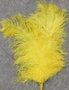 colorful ostrich feathers