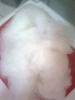 combed sheep cashmere