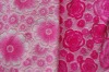 coral fleece fabric