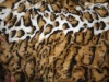 coral fleece fabric