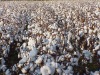 cotton