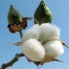 cotton