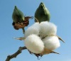 cotton like raw material