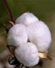 cotton yarns