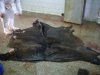 cow hides, calf skins, buffalo hides, cow head skins, cow trimmings, wet blue hides, goat skins, lamb skins,