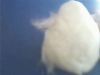 dehair white cashmere fiber