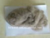 dehaired cashmere fiber