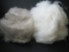 dehaired cashmere fiber