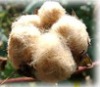 dehaired cashmere fiber