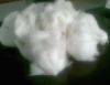 dehaired cashmere fiber white