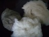dehaired cashmere fibre