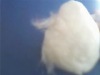 dehaired chinese white cashmere fiber